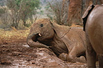 African Elephant (Loxodonta africana) orphan lying in mud bath, David Sheldrick Wildlife Trust, Tsavo East National Park, Kenya