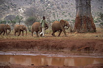 African Elephant (Loxodonta africana) Natumi leads other orphans to mud bath with keeper, David Sheldrick Wildlife Trust, Tsavo East National Park, Kenya