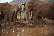 African Elephant (Loxodonta africana) orphan called Nyiro, stranded in mud bath, David Sheldrick Wildlife Trust, Tsavo East National Park, Kenya