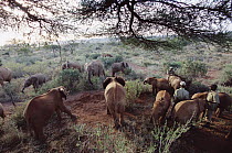 African Elephant (Loxodonta africana) the orphan eight meeting older orphans and wild elephants, David Sheldrick Wildlife Trust, Tsavo East National Park, Kenya