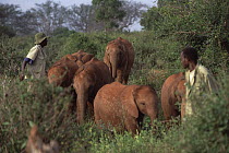 African Elephant (Loxodonta africana) keepers closely watching wild herd following the orphan eight through the bush, David Sheldrick Wildlife Trust, Tsavo East National Park, Kenya
