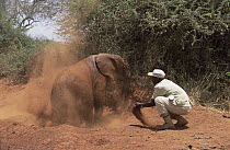 African Elephant (Loxodonta africana) orphan called Natumi, 24 month old taking a dust bath with Mischak's help, David Sheldrick Wildlife Trust, Tsavo East National Park, Kenya
