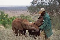 African Elephant (Loxodonta africana) keeper Mishak Nzimbi tending to baby orphans, David Sheldrick Wildlife Trust, Tsavo East National Park, Kenya