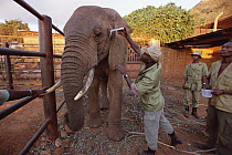 African Elephant (Loxodonta africana) orphan, Dika, gets medication from Mishak Nzimbi in stockade, David Sheldrick Wildlife Trust, Tsavo East National Park, Kenya