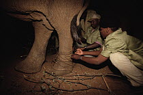 African Elephant (Loxodonta africana) orphan, Dika, has wire snare removed from leg by keepers Mishak and Benson, David Sheldrick Wildlife Trust, Tsavo East National Park, Kenya