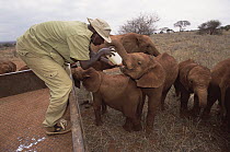 African Elephant (Loxodonta africana) keeper Mishak Nzimbi feeding milk bottle to orphan Natumi, David Sheldrick Wildlife Trust, Tsavo East National Park, Kenya