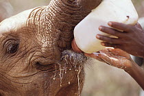 African Elephant (Loxodonta africana) orphan called Natumi, a 13 month old being fed, David Sheldrick Wildlife Trust, Tsavo East National Park, Kenya
