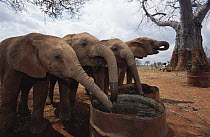 African Elephant (Loxodonta africana) orphans drinking from water barrels near baobab mud bath, David Sheldrick Wildlife Trust, Tsavo East National Park, Kenya