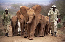 African Elephant (Loxodonta africana) orphans with keepers, led by Natumi back to stockade, David Sheldrick Wildlife Trust, Tsavo East National Park, Kenya