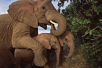 African Elephant (Loxodonta africana) orphan called Malalka, mothering a pair of young orphans, David Sheldrick Wildlife Trust, Tsavo East National Park, Kenya