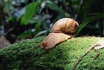 Snail in forest, Los Cedros River Valley, Ecuador
