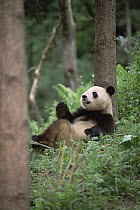Giant Panda (Ailuropoda melanoleuca) resting against tree