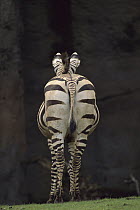 Hartmann's Mountain Zebra (Equus zebra hartmannae) hindview, native to Africa