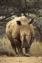 White Rhinoceros (Ceratotherium simum) female, Lewa Wildlife Conservancy, Kenya