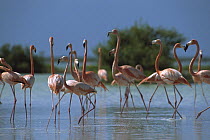Greater Flamingo (Phoenicopterus ruber) flock wading, Inagua National Park, Bahamas, Caribbean