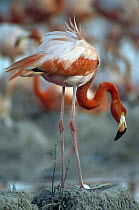 Greater Flamingo (Phoenicopterus ruber) parent on nest with egg, Inagua National Park, Bahamas