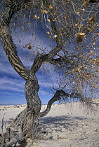 Fremont Cottonwood (Populus fremontii) tree in Chihuahuan Desert, White Sands National Park, New Mexico