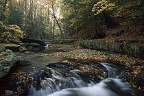 Small waterfall on hunting creek in fall, eastern hardwood forest, Catoctin Mountain Park, Maryland
