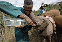 African Elephant (Loxodonta africana) orphaned baby Sweet Sally being fed by Jullus Latoya, David Sheldrick Wildlife Trust, Tsavo East National Park, Kenya