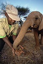 African Elephant (Loxodonta africana) orphaned baby Natumi learning to find Acacia seed pods with Mishak, David Sheldrick Wildlife Trust, Tsavo East National Park, Kenya