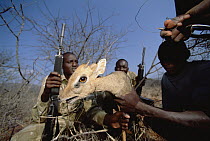 Dik Dik (Madoqua sp) being rescued from poacher's snare by anti-poaching patrol team members in the border areas of Tsavo
