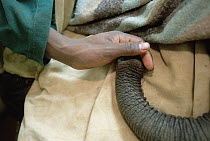African Elephant (Loxodonta africana) orphaned baby Sweet Sally's trunk monitored during rescue flight to orphanage at David Sheldrick Wildlife Trust, Tsavo East National Park, Kenya