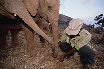 African Elephant (Loxodonta africana) orphaned baby Natumi learning to find Acacia seed pods with keeper, David Sheldrick Wildlife Trust, Tsavo East National Park, Kenya