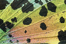 Madagascan Sunset Moth (Chrysiridia rhipheus) detail of wing, Madagascar