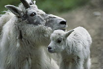 Mountain Goat (Oreamnos americanus) mother with kid, North America