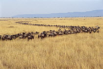 Blue Wildebeest (Connochaetes taurinus) herd migrating in a line, Masai Mara National Reserve, Kenya
