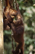 Orangutan (Pongo pygmaeus) young playing on vine, Sepilok Wildlife Center, Sabah