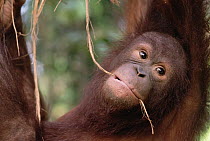 Orangutan (Pongo pygmaeus) juvenile, Sepilok Forest Reserve, Sabah, Borneo