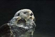 Sea Otter (Enhydra lutris) adult reclining on its back at water's surface eating north Pacific Coast, North America