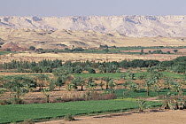 Farm land in Oasis Dakhia at foot of western desert escarpment, Sahara Desert, Egypt