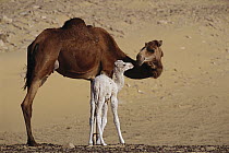 Dromedary (Camelus dromedarius) camel mother with two day old baby, Oasis Dakhia, Sahara, Egypt