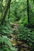 Gombe Stream flowing through dense low montane tropical rainforest inside Gombe Stream National Park, Tanzania