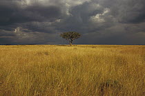 Whistling Thorn (Acacia drepanolobium) in open grasslands, Masai Mara National Reserve, Kenya