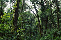Mid and upper canopy interior of tropical rainforest, Kakamega Forest Reserve, Kenya