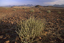 Milkbush (Euphorbia damarana) in sandstone desert, Huab River Valley, Damaraland, Namibia