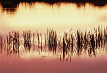 Silhouette of grass against reflection of sunset in waterhole, Moremi Wildlife Reserve, Okavango Delta, Botswana