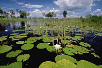Water Lily (Nymphaea nouchali) in bloom, Okavango Delta, Botswana