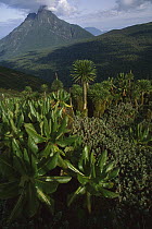 Mount Mikeno in Zaire with sub-afro flora, south slope of Mount Visoke National Park des Volcans, Rwanda