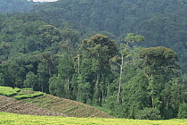 Tea farm encroaching on tropical rainforest, Nyungwe Forest, Rwanda