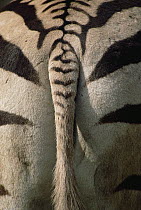 Hartmann's Mountain Zebra (Equus zebra hartmannae) close-up of tail and backside, Portland Zoo, Oregon