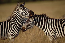 Burchell's Zebra (Equus burchellii) pair grooming, Masai Mara National Reserve, Kenya