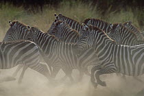Burchell's Zebra (Equus burchellii) herd running through dust, Masai Mara National Reserve, Kenya