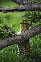 Leopard (Panthera pardus) female, scent marking a tree, Moremi Game Reserve, Botswana