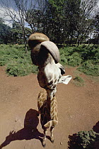 Rothschild Giraffe (Giraffa camelopardalis rothschildi) trying to lick camera lens, top-view, Nairobi National Park, Kenya