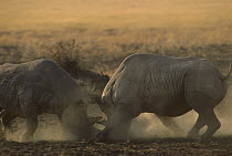 Black Rhinoceros (Diceros bicornis) males battling, Masai Mara National Reserve, Kenya
