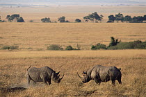Black Rhinoceros (Diceros bicornis) males on savannah ready to battle, Masai Mara National Reserve, Kenya